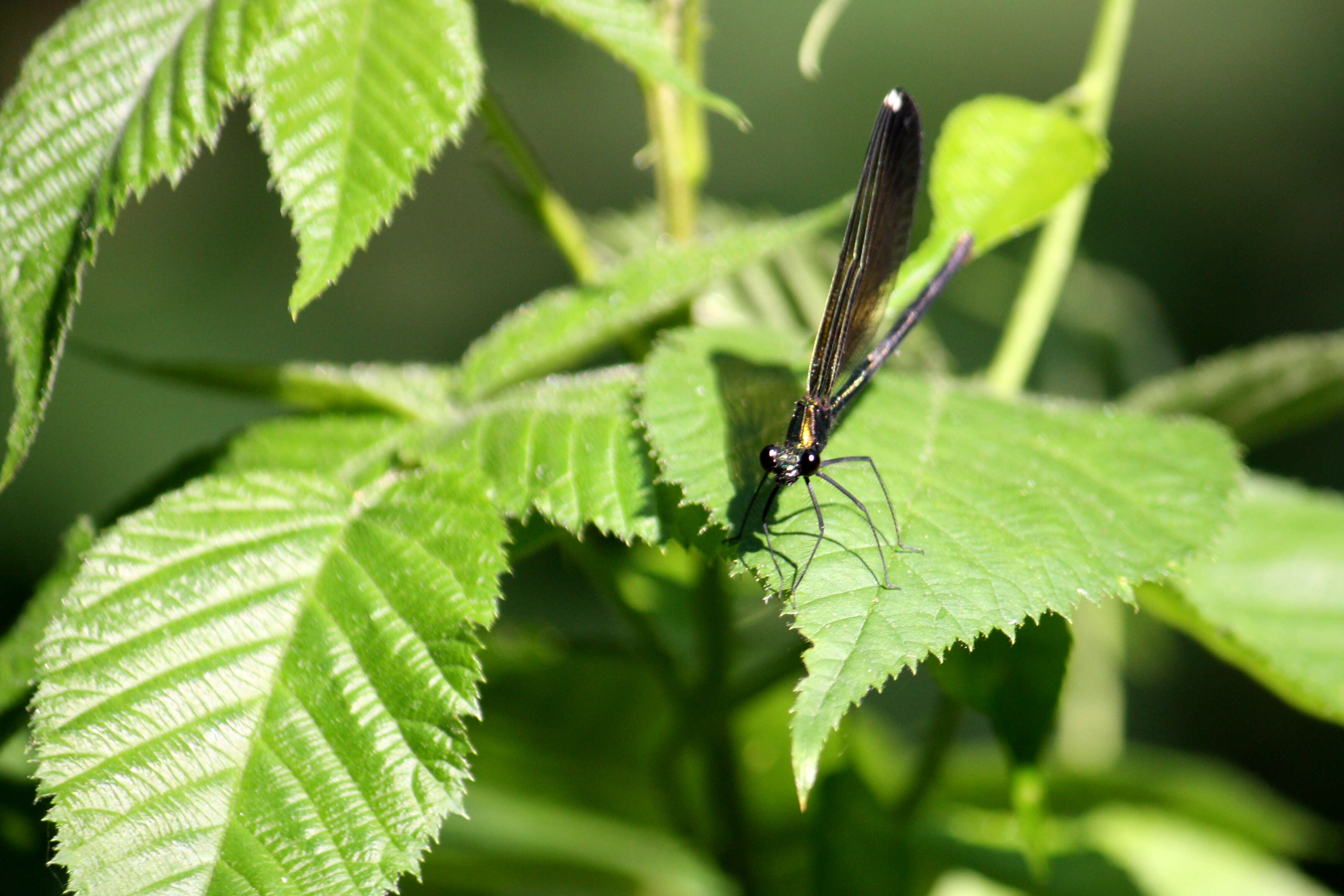 Image of Ebony Jewelwing