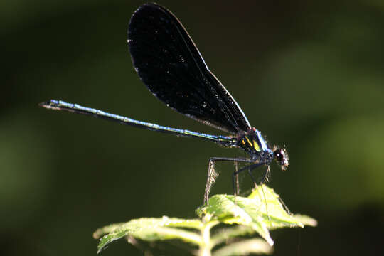 Image of Ebony Jewelwing