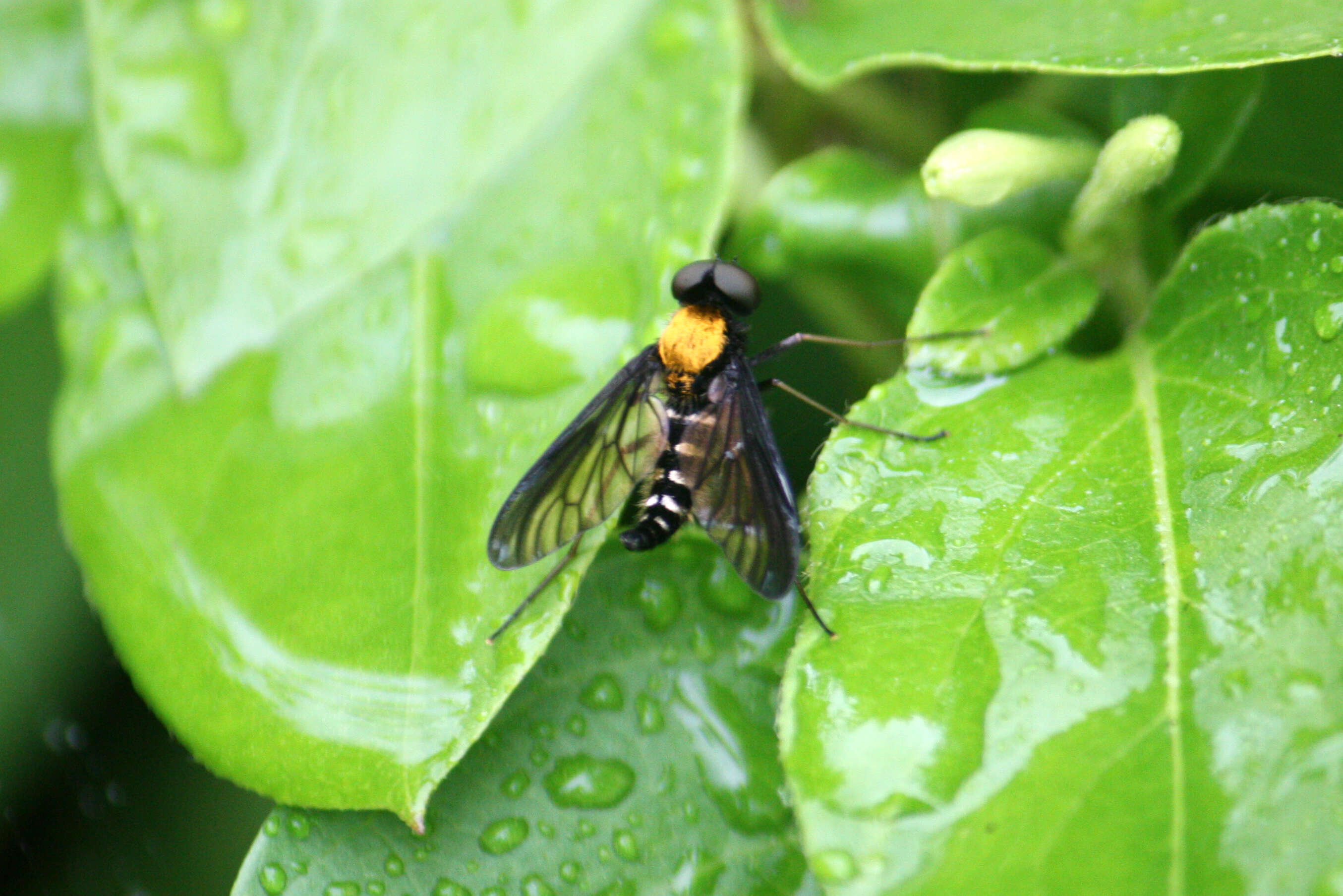 Image of Golden-backed Snipe Fly