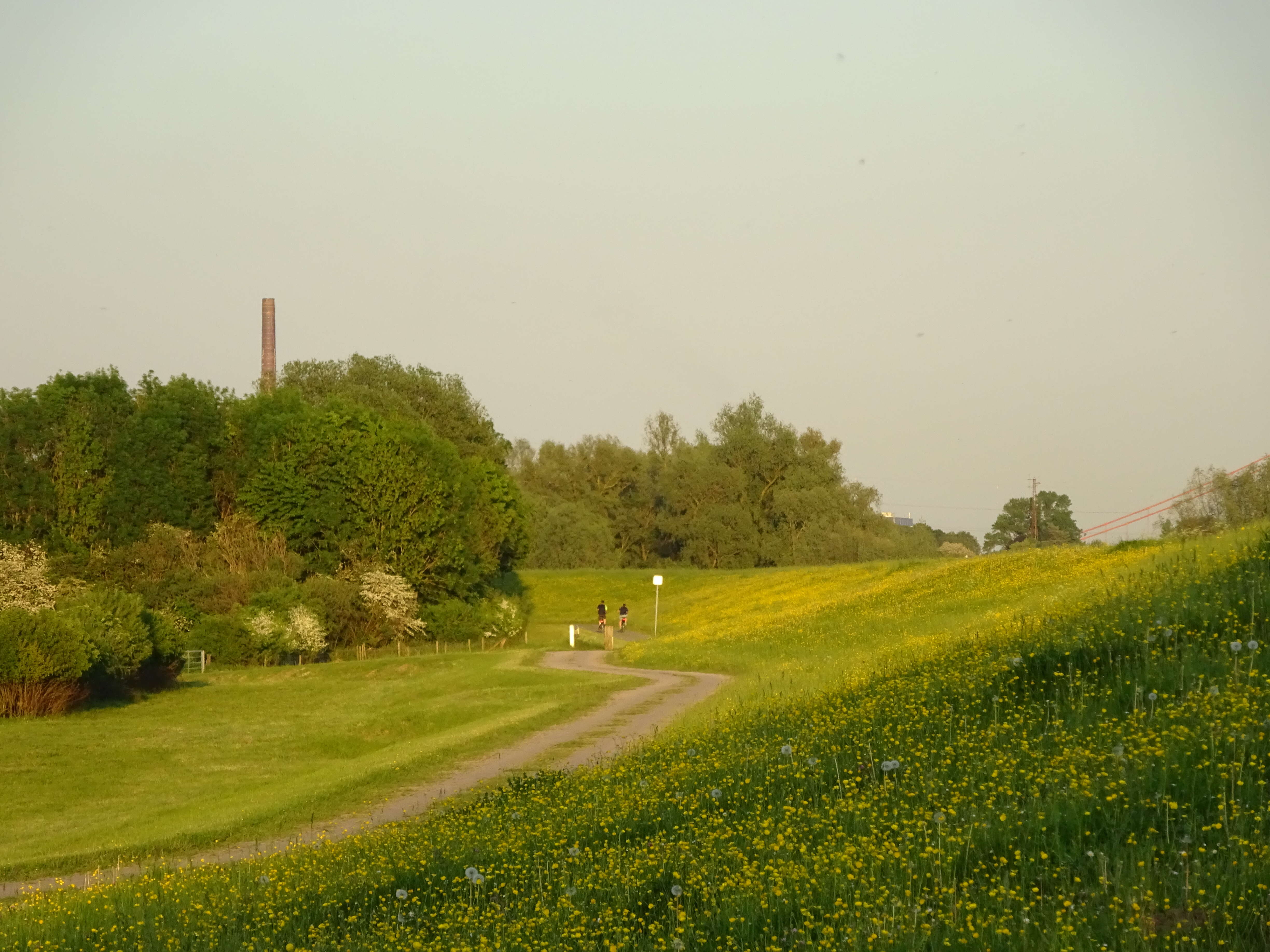 Image of common buttercup