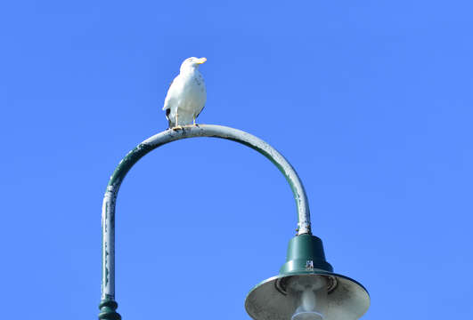 Image of Pacific Gull