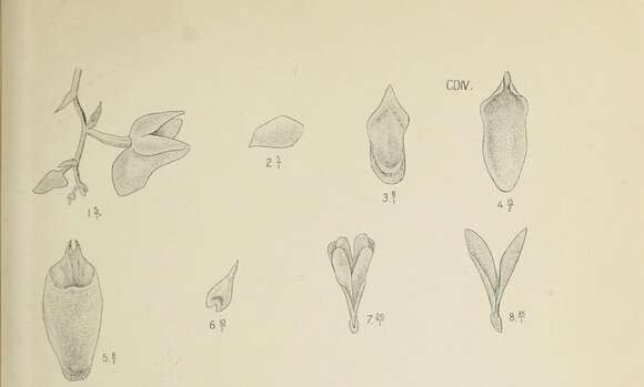 Imagem de Appendicula elegans Rchb. fil.