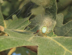 Image of Cucumber green spider