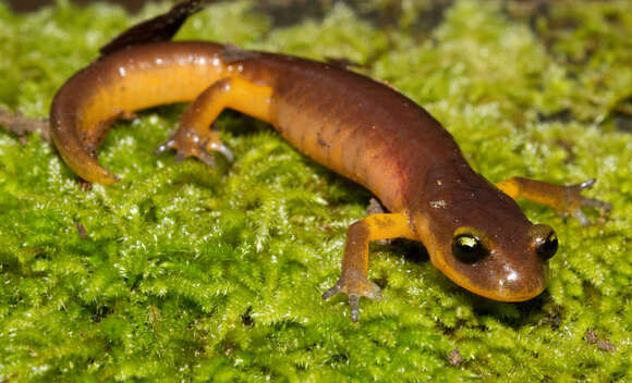 Image of Common Ensatina