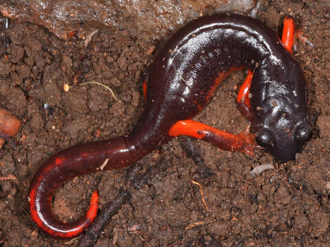 Image of Common Ensatina