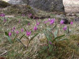 Image of Dog tooth lily