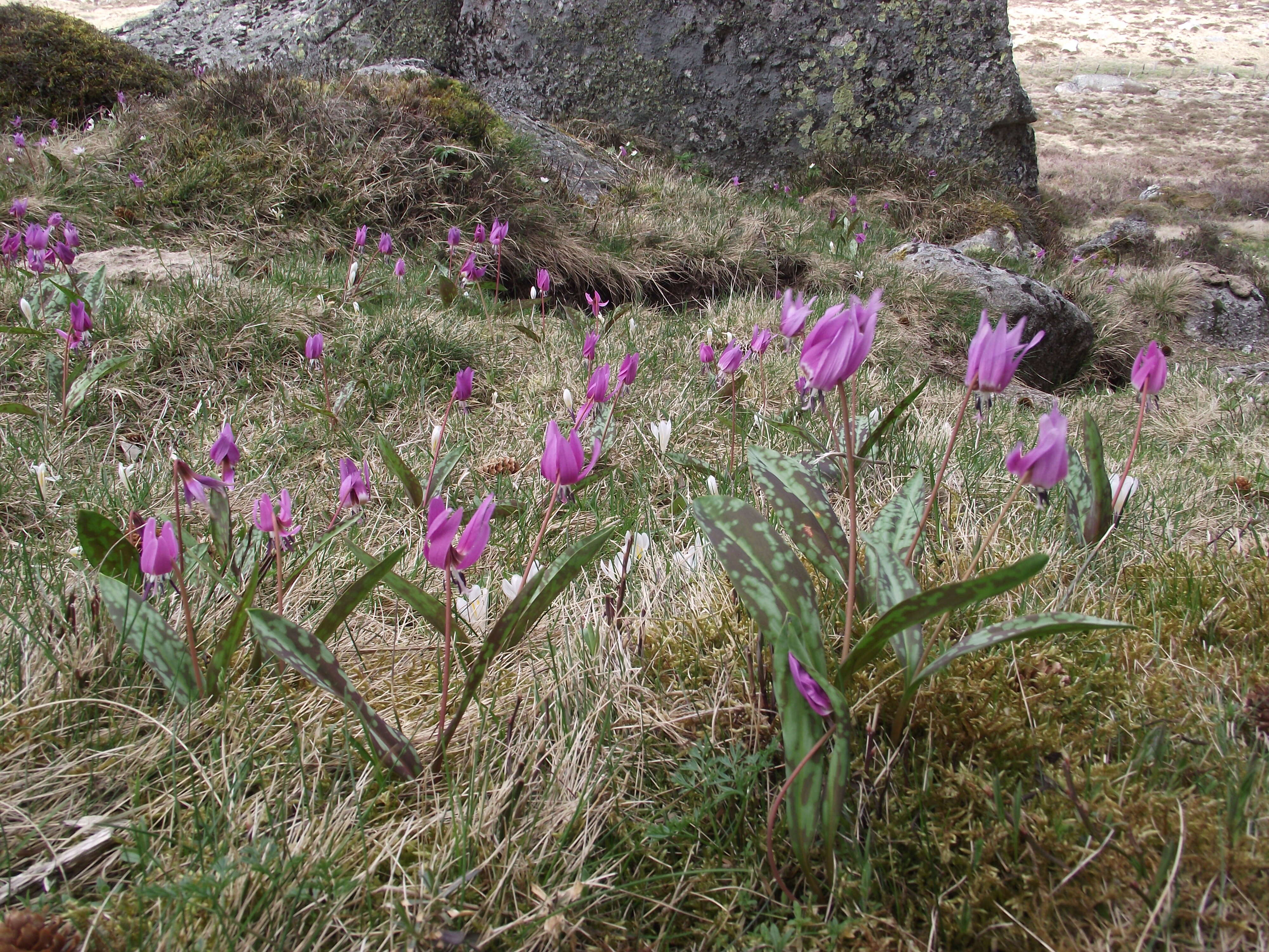 Image of Dog tooth lily