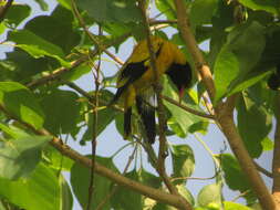 Image of Black-hooded Oriole