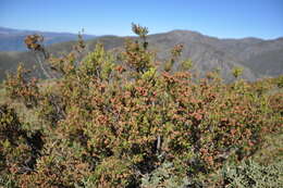 Image of Erica australis L.