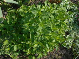 Image of Campanula punctata var. punctata