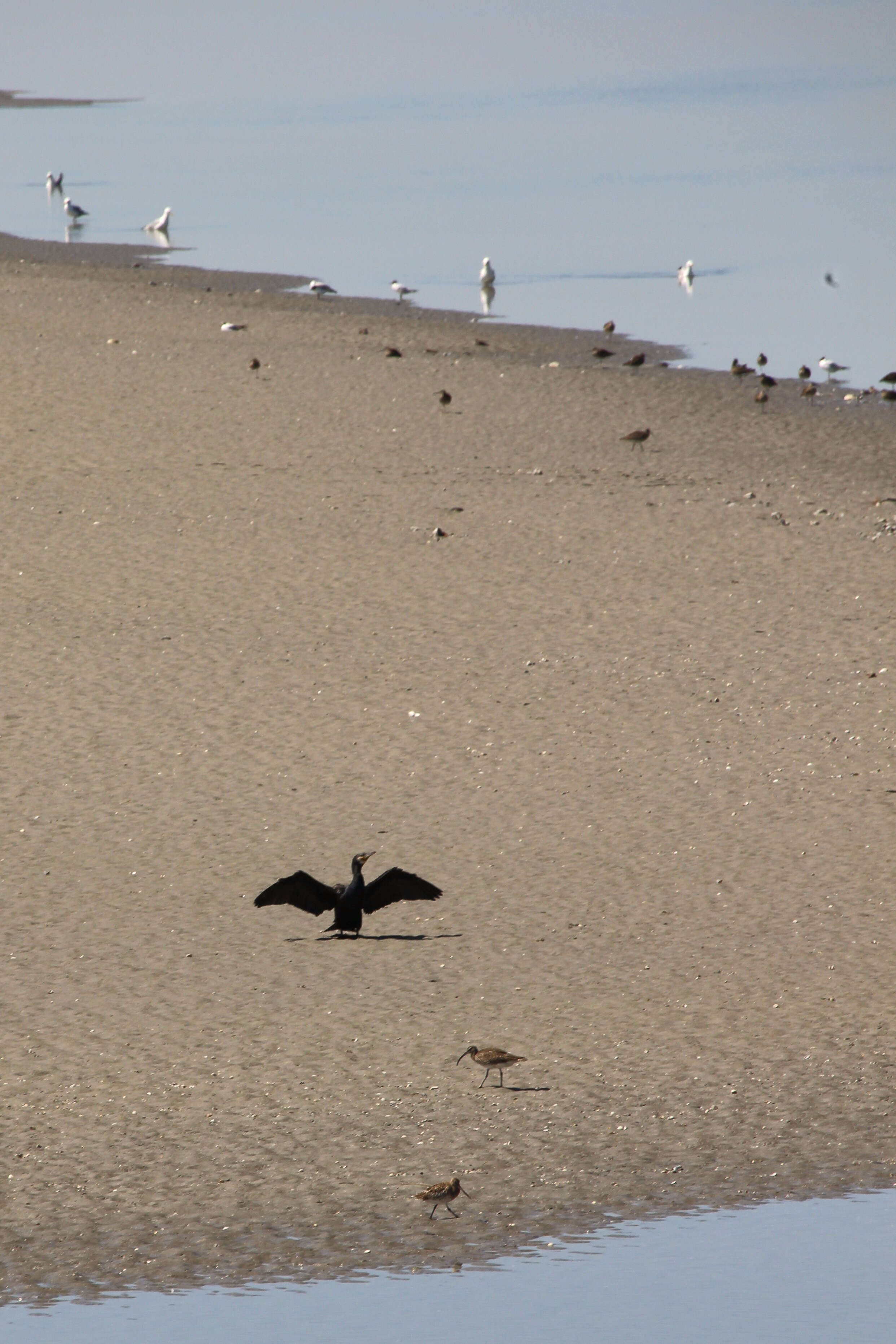 Image of Black Shag