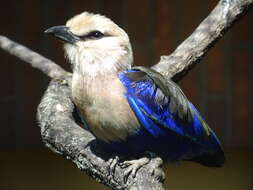 Image of Blue-bellied Roller