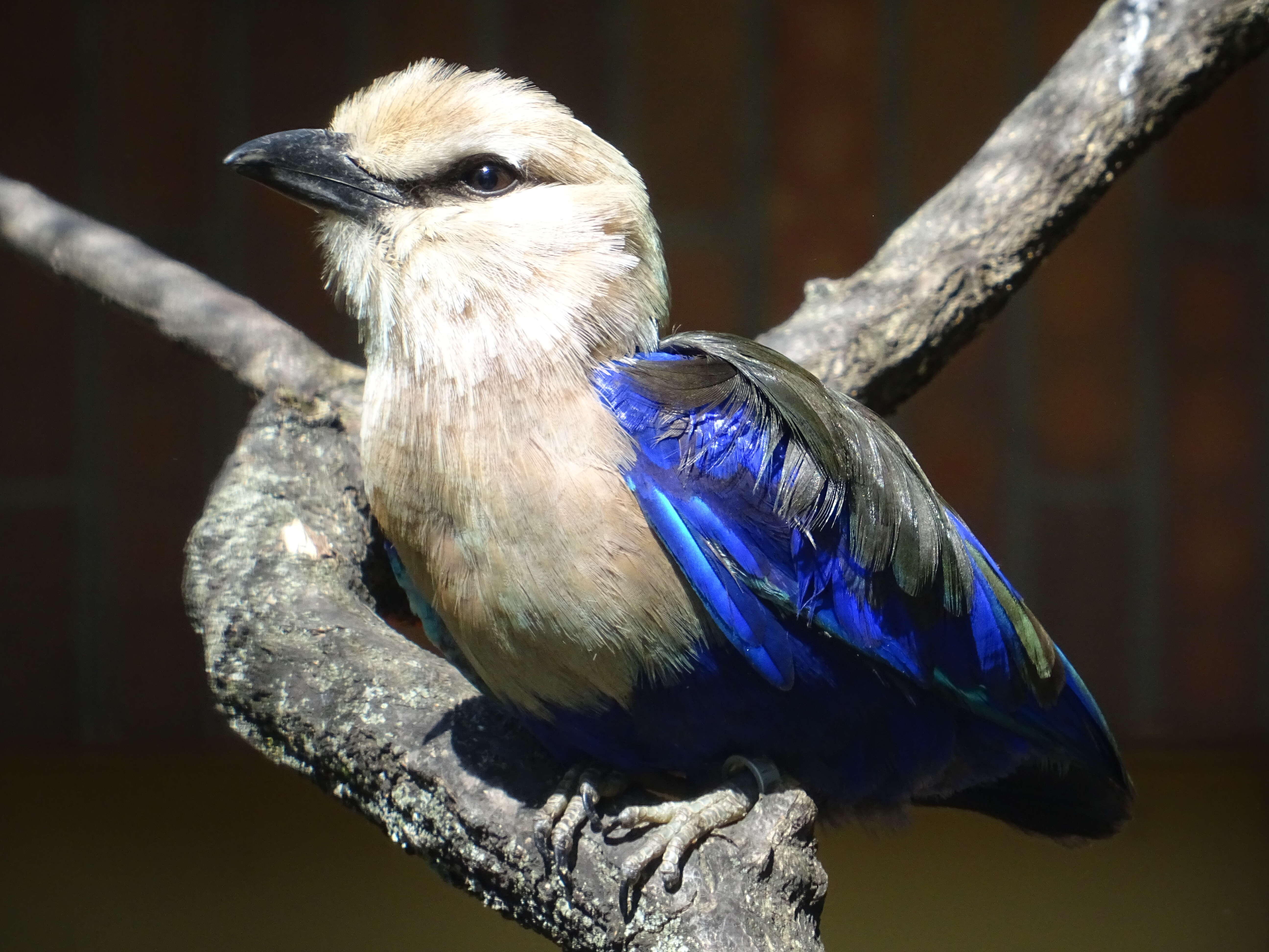 Image of Blue-bellied Roller