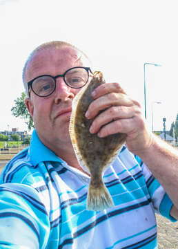 Image of Starry flounders