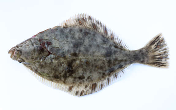 Image of Starry flounders