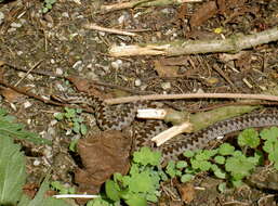 Image of Adder