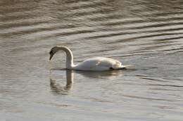 Image of Mute Swan