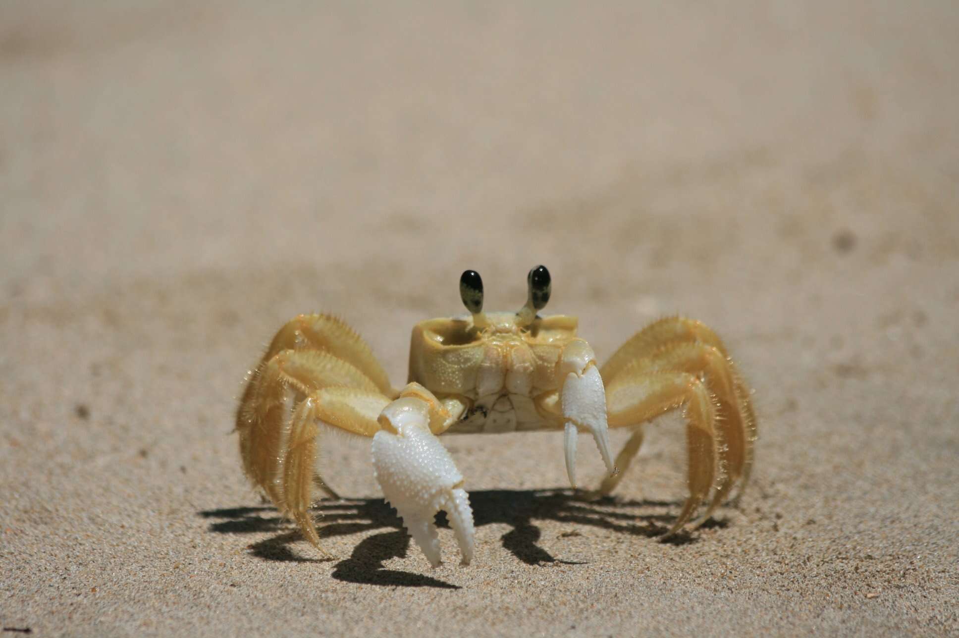 Image of Atlantic Ghost Crab