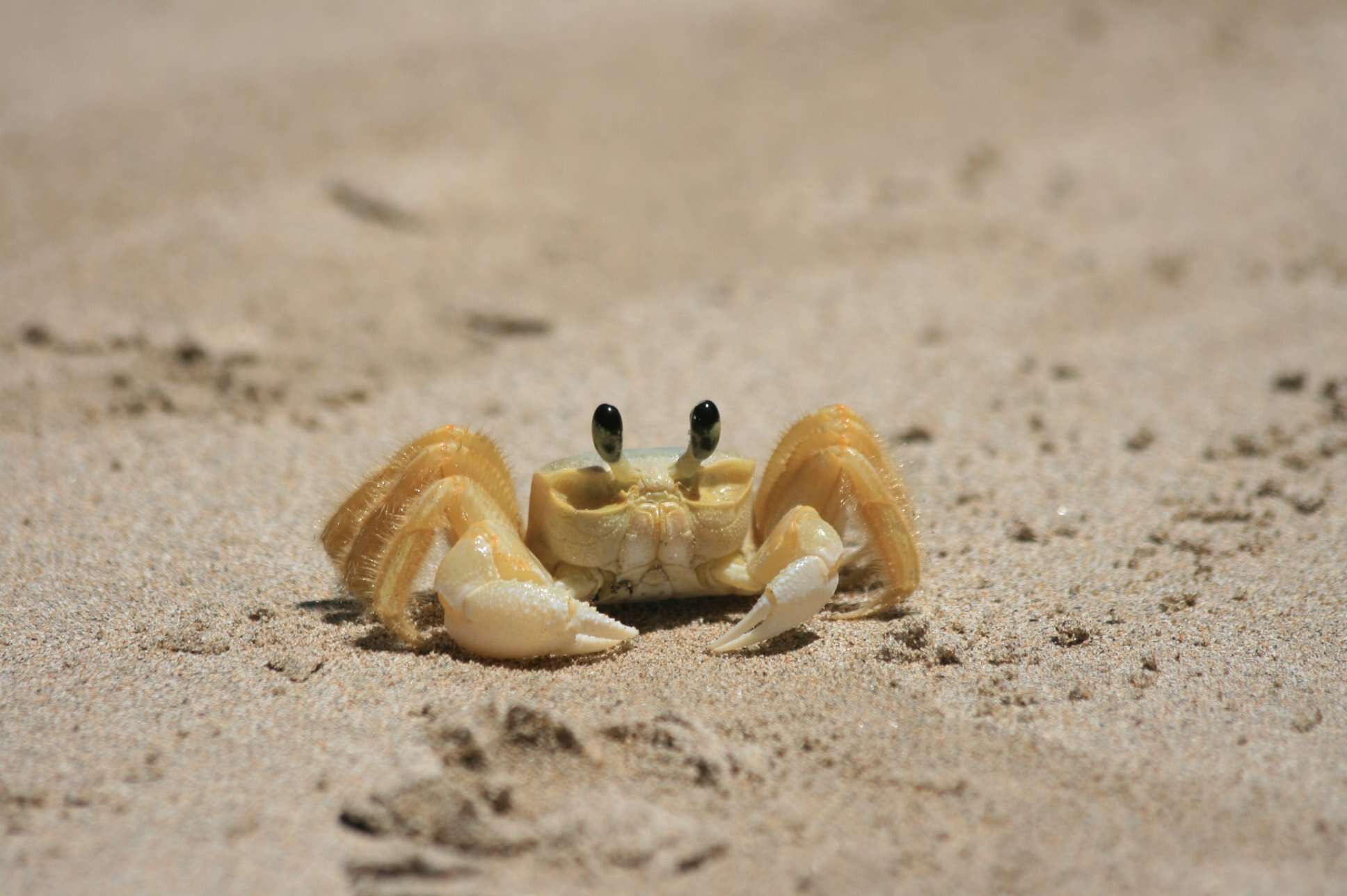 Image of Atlantic Ghost Crab