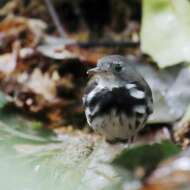 Imagem de Corythopis torquatus Tschudi 1844