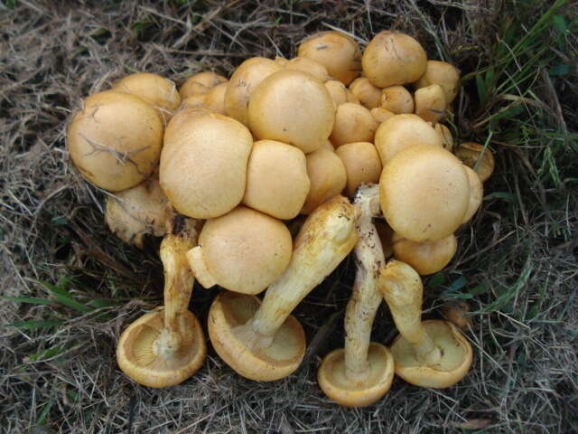 Image of Gymnopilus validipes (Peck) Hesler 1969