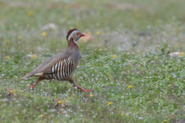 Image of Barbary Partridge