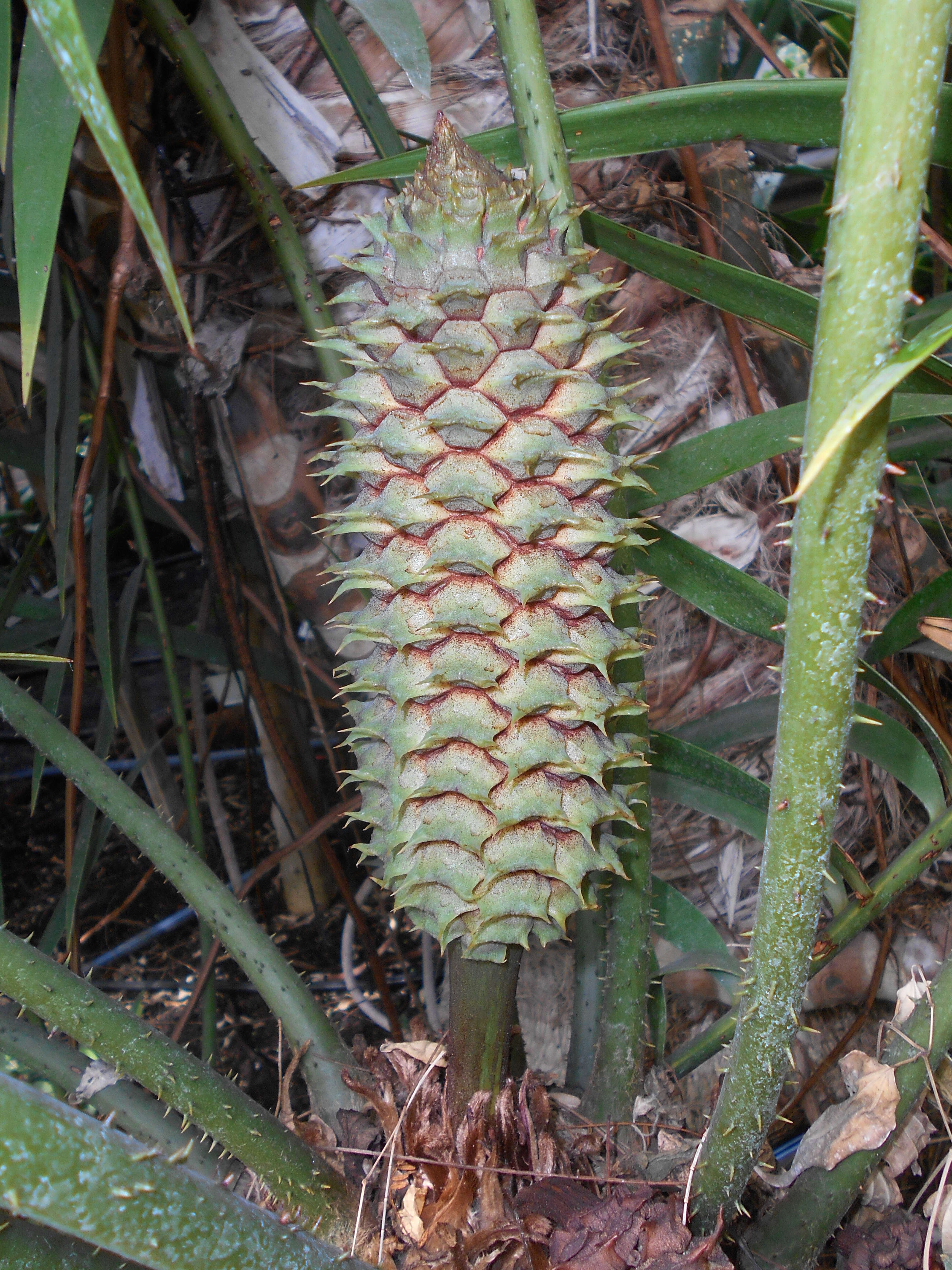 Image of Cycad