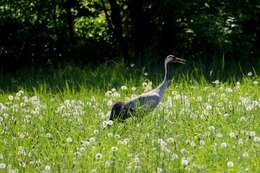 Image of Common Crane