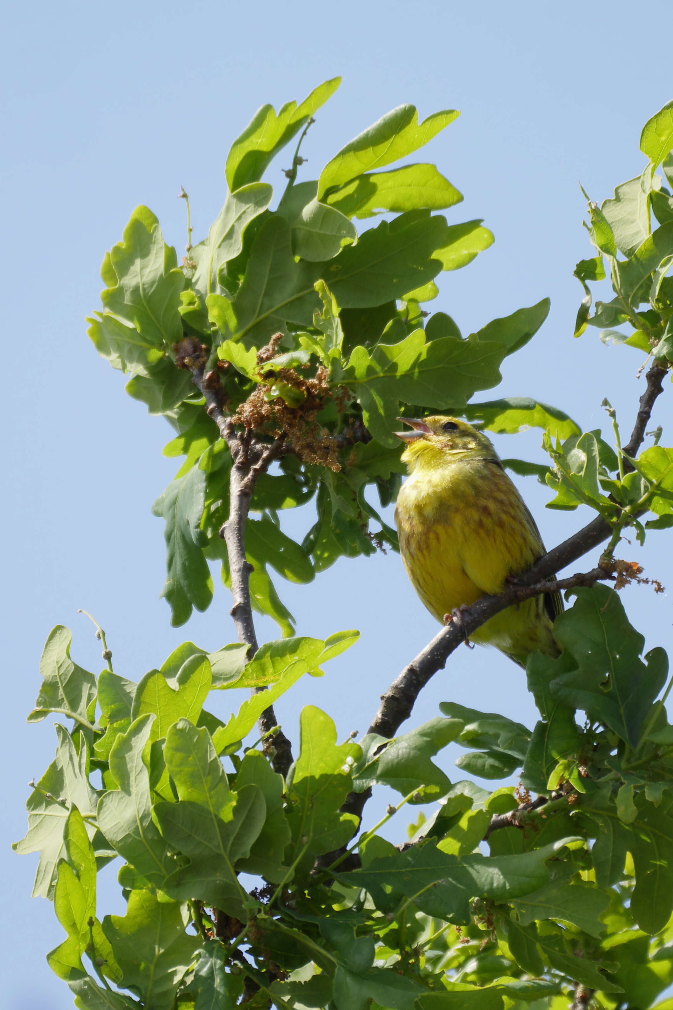 Image of Yellowhammer