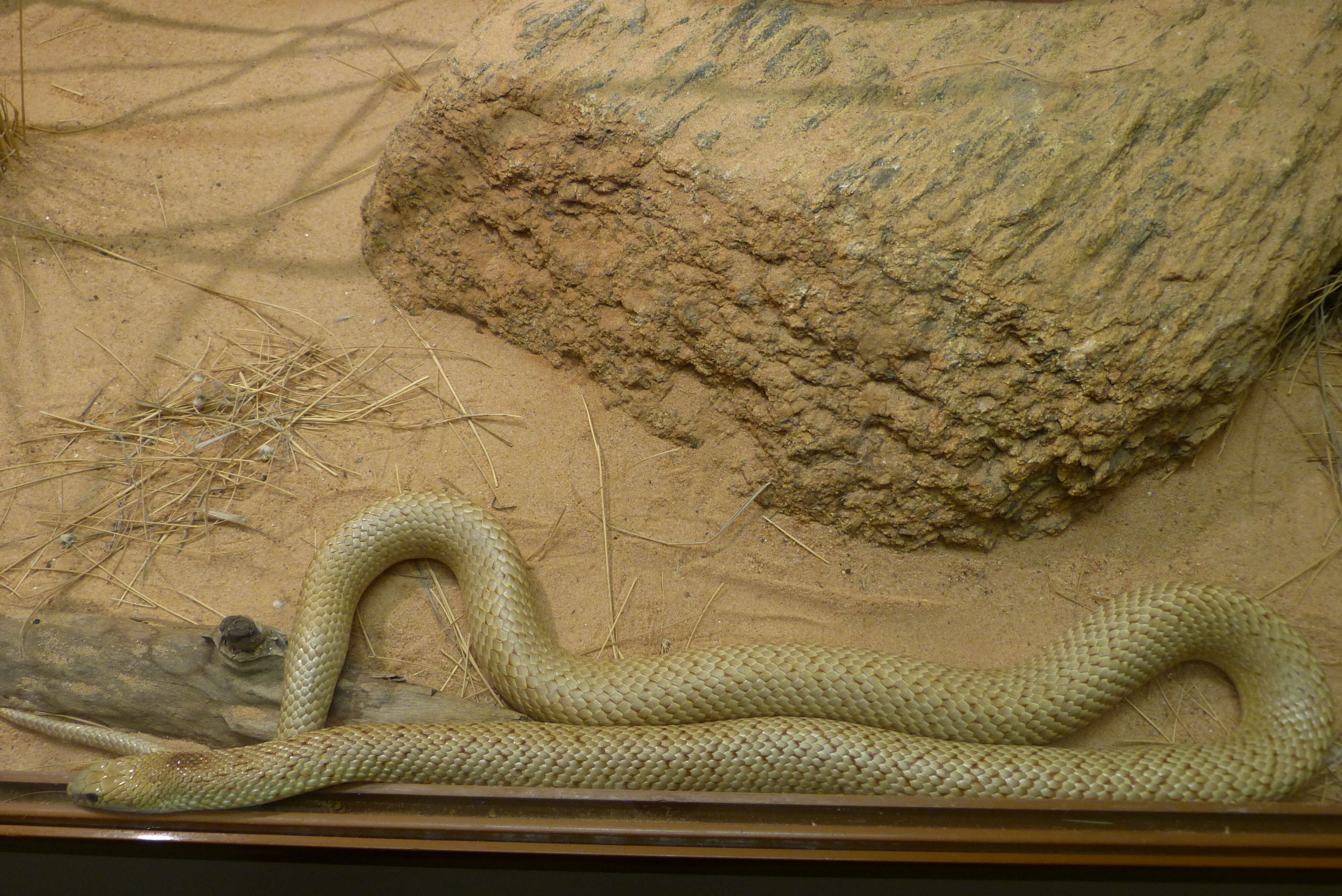 Image of Speckled Brown Snake