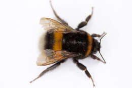 Image of Buff-tailed bumblebee