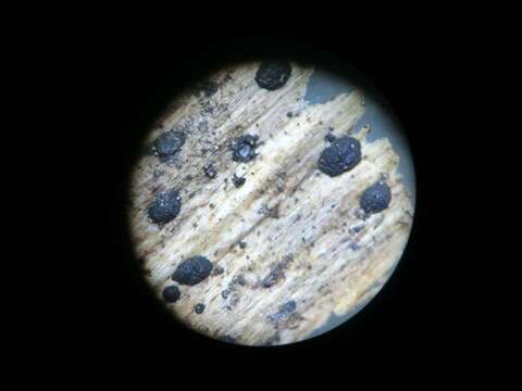 Image of kirschsteiniothelia lichen