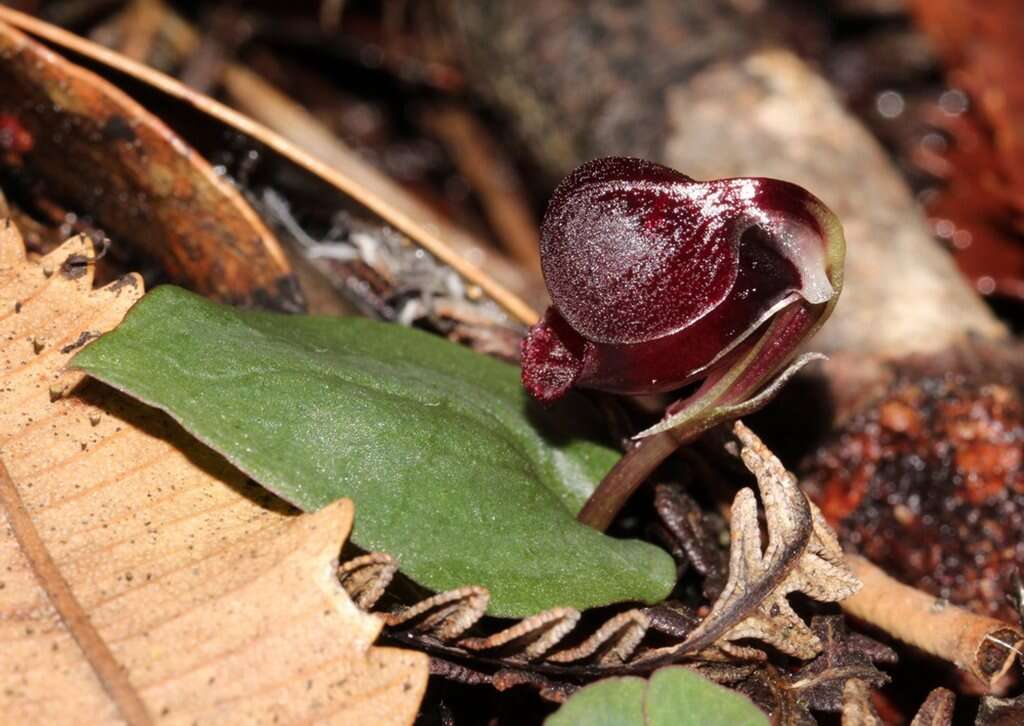 Image of Corybas unguiculatus (R. Br.) Rchb. fil.