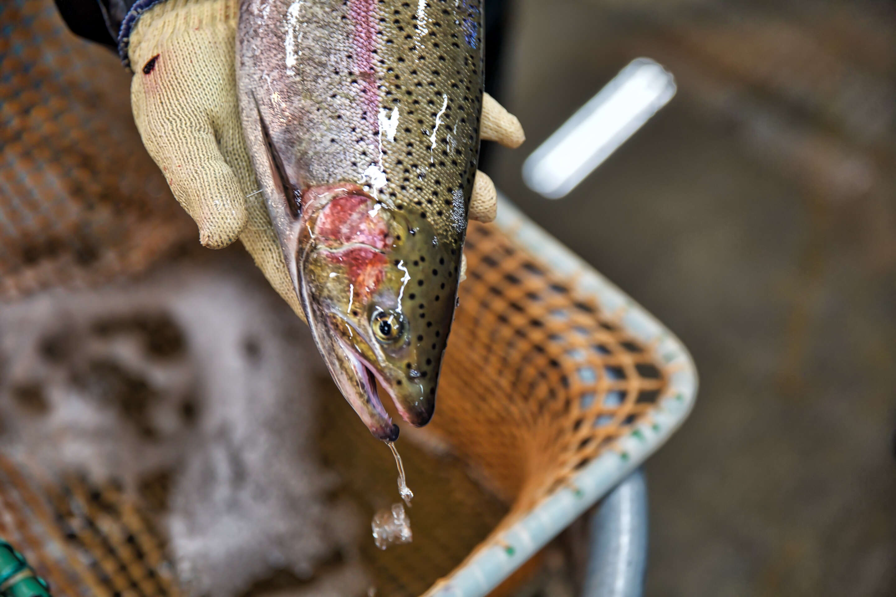 Image of Rainbow Trout