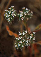 Image of San Bernardino spineflower