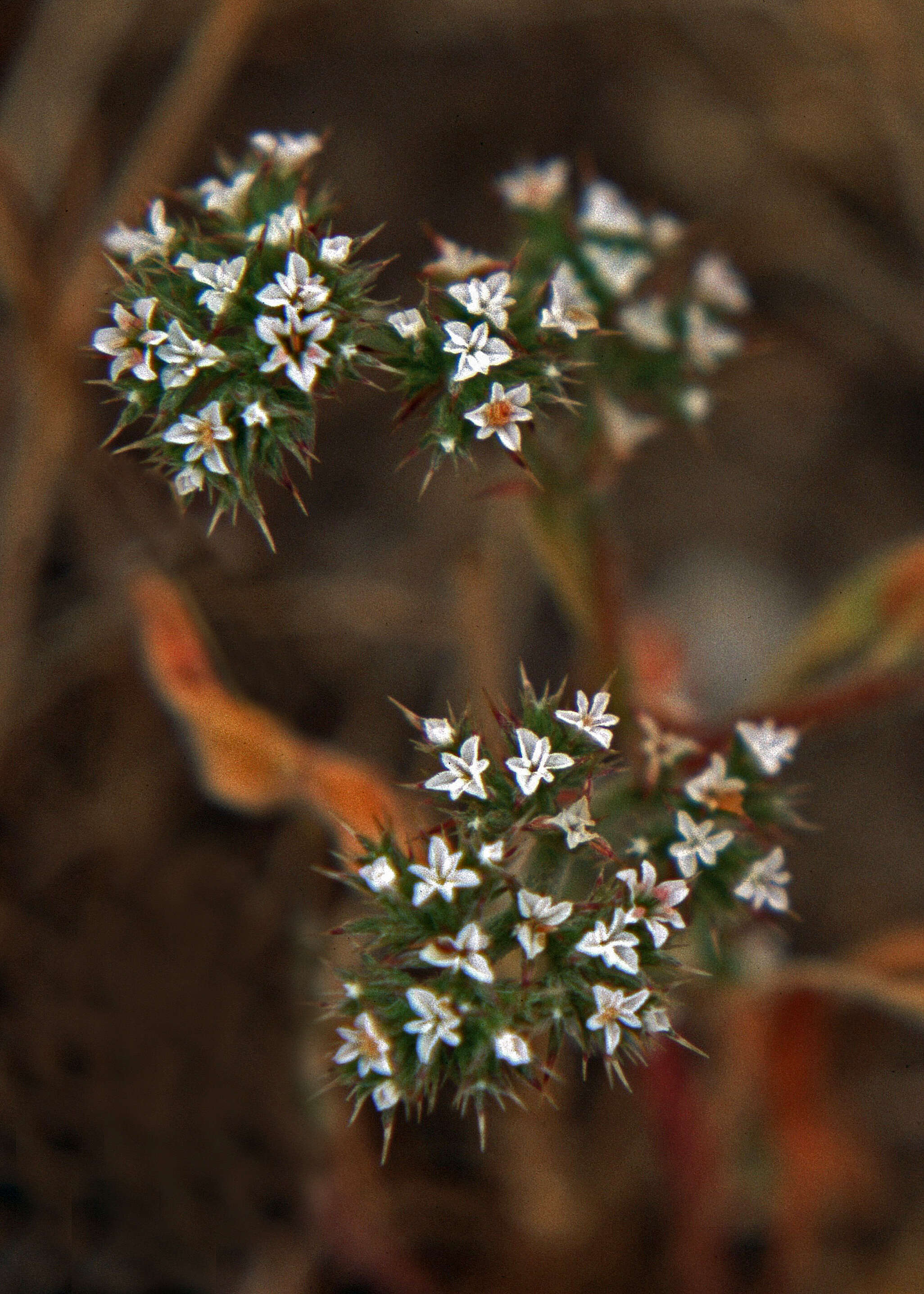 Image of San Bernardino spineflower