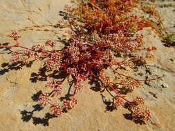 Image of San Bernardino spineflower