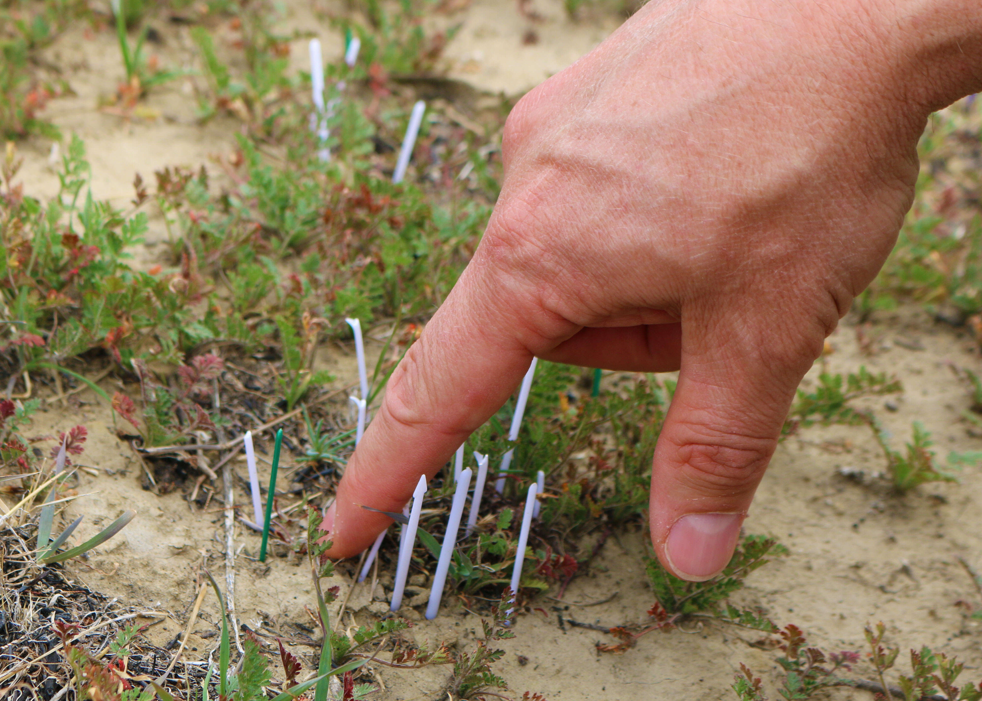 Image of San Bernardino spineflower