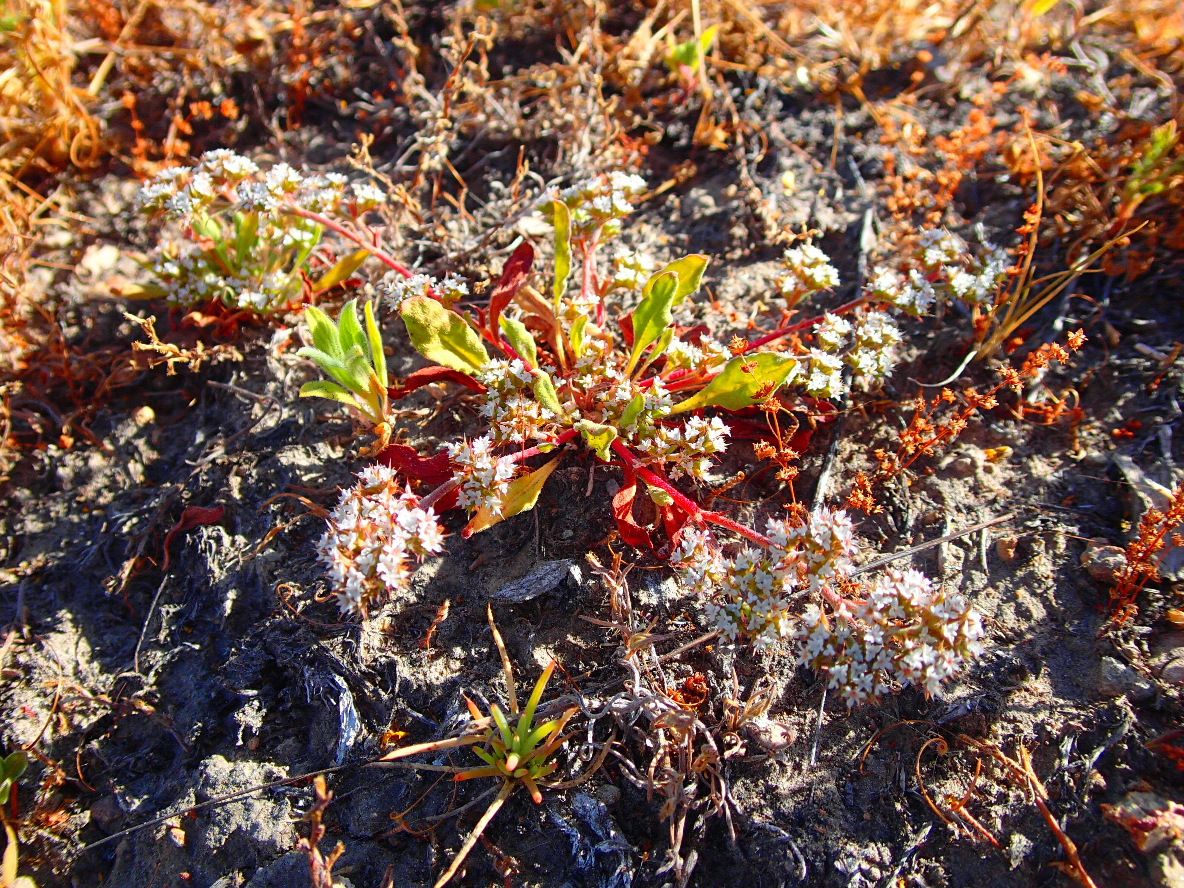 Image of San Bernardino spineflower