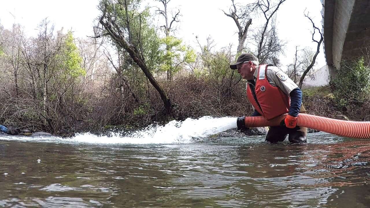 Image of Chinook Salmon