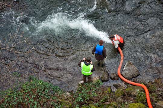 Image of Chinook Salmon