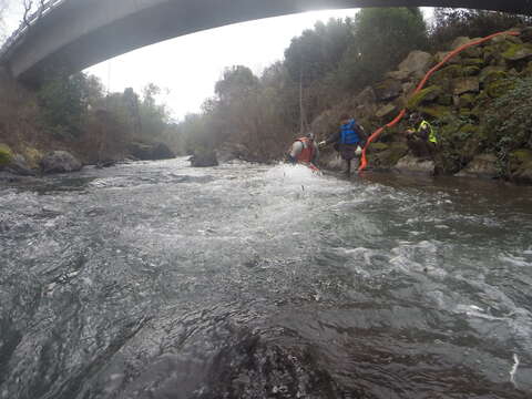 Image of Chinook Salmon