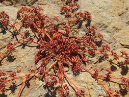 Image of San Bernardino spineflower