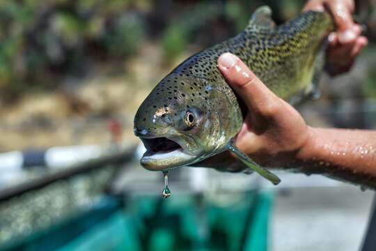 Image of Chinook Salmon