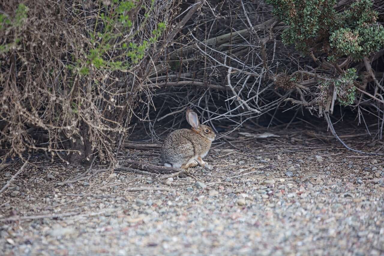 Imagem de Sylvilagus audubonii (Baird 1858)