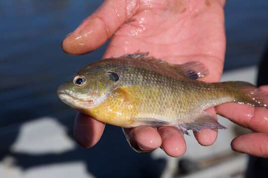 Image of Bluegill Sunfish