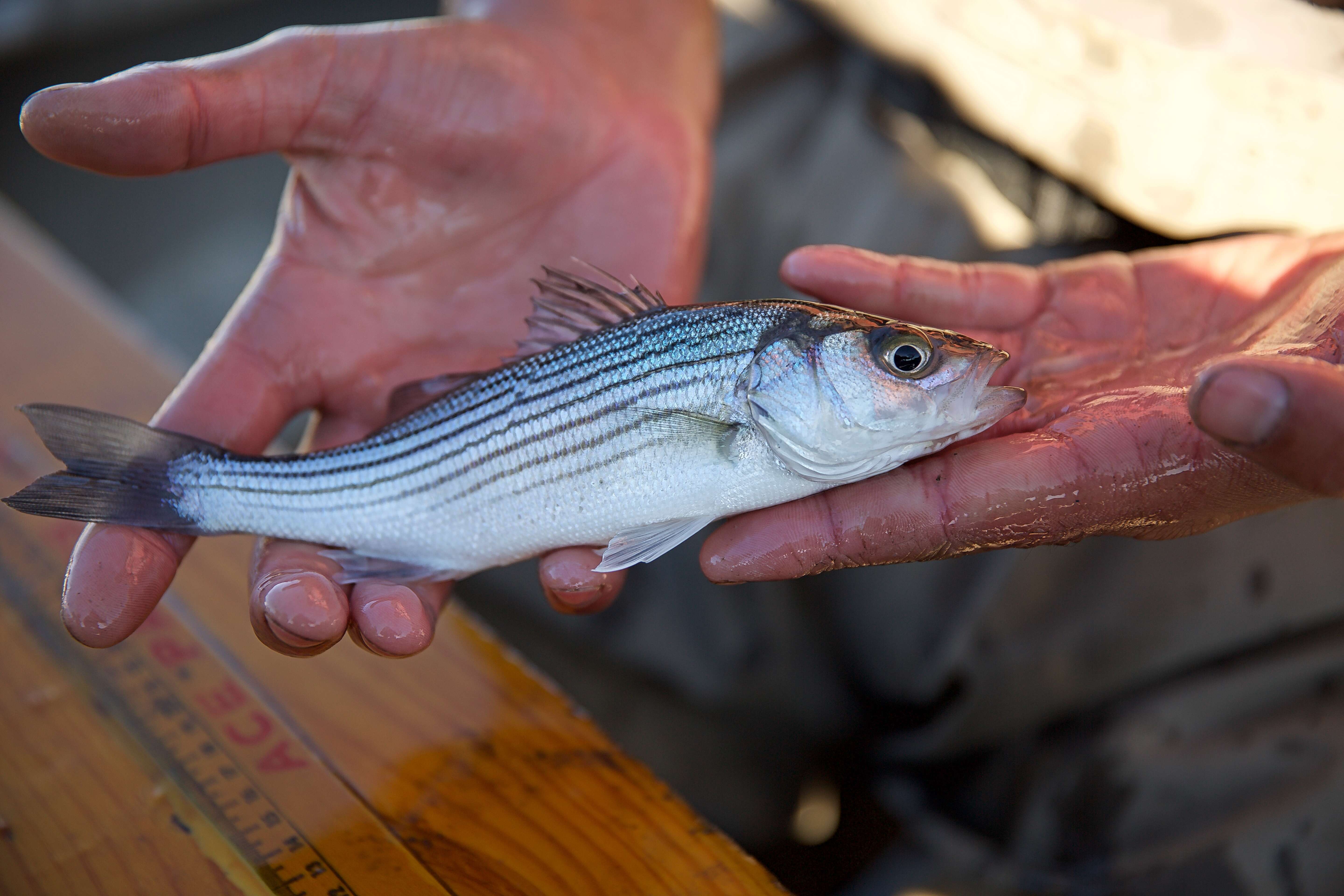 Image of Striped Bass