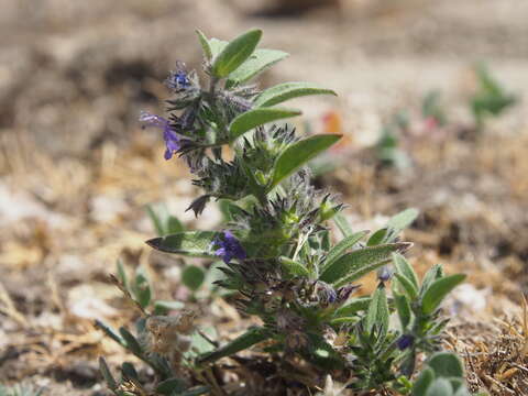 Image of San Jacinto bluecurls