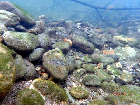 Image of Chinook Salmon