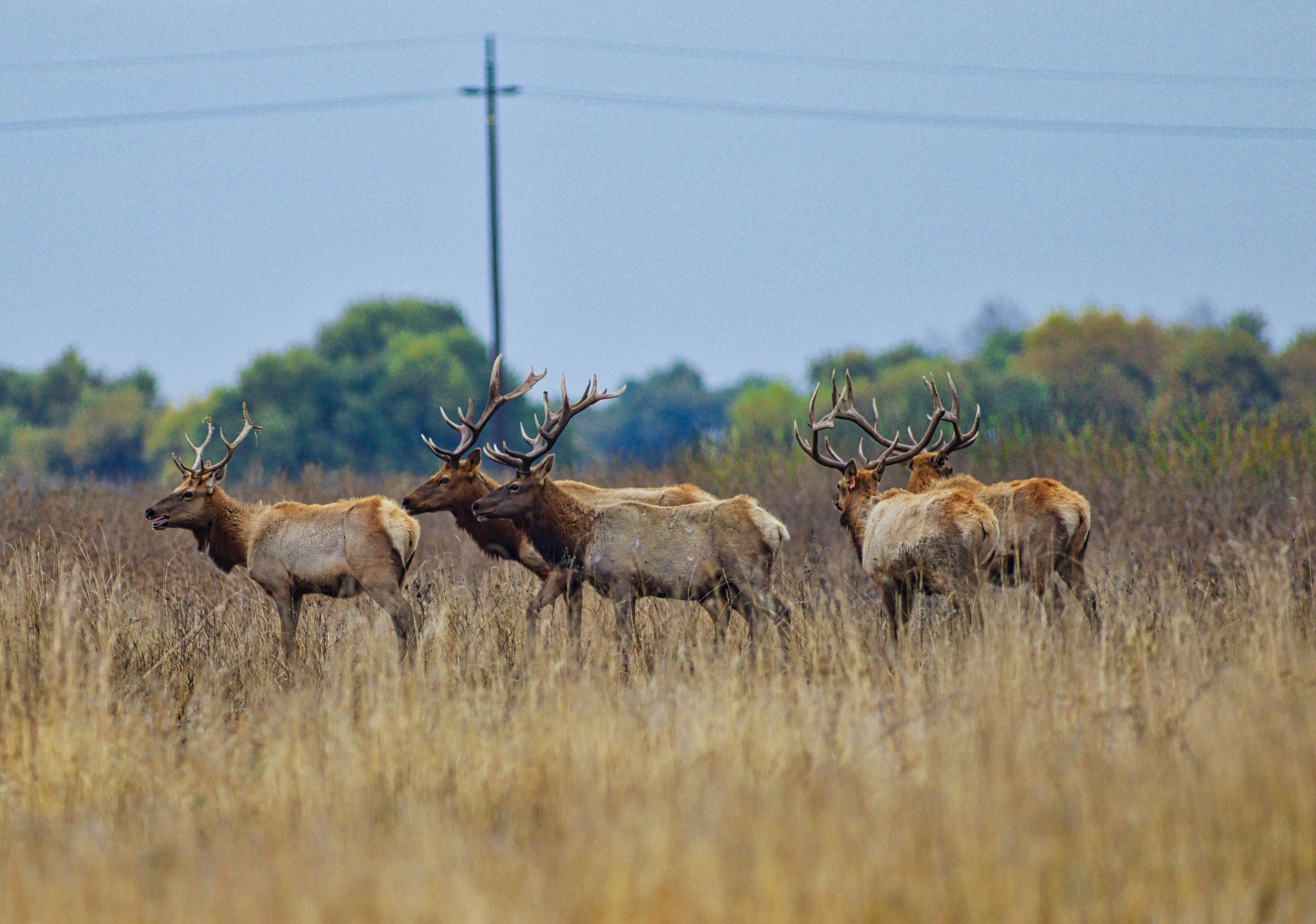 Image of Cervus canadensis nannodes